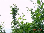 DSC00873.JPG