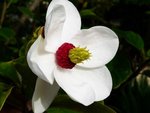 Photo de la fleur en question