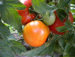 DSCN1340.JPG