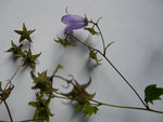campanules 002.jpg
