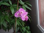 phal fleuri.JPG