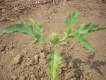plante inconnue.jpg