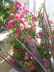 IMG_6456.JPG