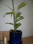 DSCF4038.jpg