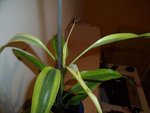 DSCF4048.jpg