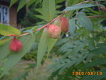 PICT1575.JPG