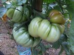 Hawaian pineaple