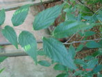 DSC01771.JPG
