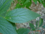 DSC01774.JPG
