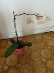 orchidée.jpg