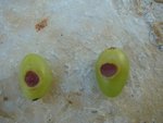 DSC02542.JPG