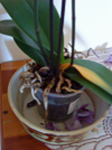 DSC00066a.png