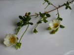 Fleur 3.JPG