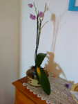 DSC00065b.png