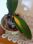 DSC00067h.png