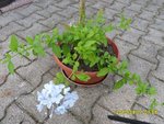 plante.JPG