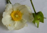 Fleur 4.JPG