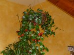P1000174-1.jpg