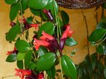 P1000176-1.jpg