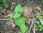 100_2099.JPG