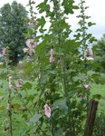 DSC_4141.JPG