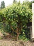 plante3.jpg