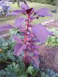 jolie couleur