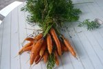 carottes 2010.jpg