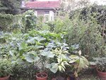 Potager