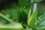 Ce qui pourrait être qualifié de fruit