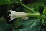 ... La fleur