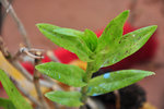 CSC_7959.JPG