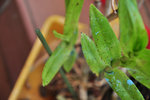 CSC_7958.JPG