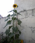 SP_A0102.jpg