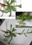 plante.jpg