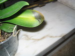 orchide270704003.jpg