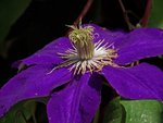 P1080888Cor2.jpg