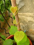 actinidia.jpg
