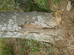 S6000654.JPG