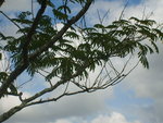 feuilles de l'albizzia