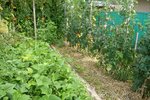 jardin au 15-08-2010 vue générale.jpg