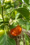 jardin au 15-08-2010 poivrons.jpg