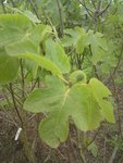 DSC00689.jpg