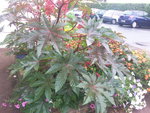 Photo0129.jpeg