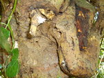 S6000661.JPG
