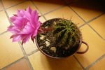 échinopsis.jpg