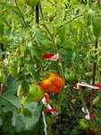tomate poivron.JPG