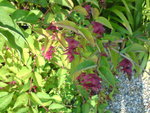 DSC00303.JPG