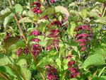 DSC00304.JPG