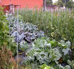 jardin expérimental du cercle horticole<br />culture au naturel (bio)